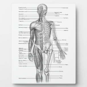 Diagramm der menschlichen Anatomie Fotoplatte