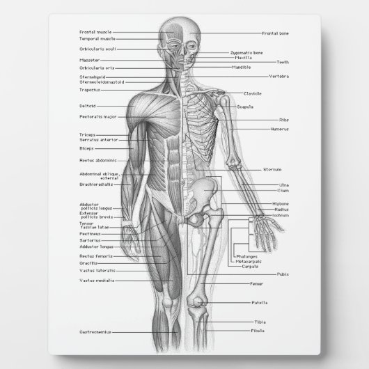 Diagramm der menschlichen Anatomie Fotoplatte (Vorderseite)