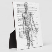 Diagramm der menschlichen Anatomie Fotoplatte (Seite)
