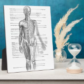 Diagramm der menschlichen Anatomie Fotoplatte (Seite)