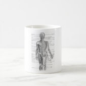 Diagramm der menschlichen Anatomie Kaffeetasse (Mittel)