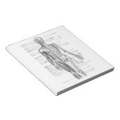 Diagramm der menschlichen Anatomie Notizblock (angewinkelt)