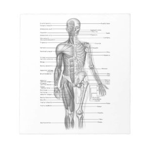 Diagramm der menschlichen Anatomie Notizblock