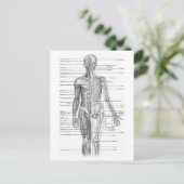 Diagramm der menschlichen Anatomie Postkarte (Stehend Vorderseite)