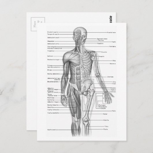 Diagramm der menschlichen Anatomie Postkarte (Vorne/Hinten)
