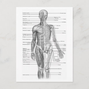Diagramm der menschlichen Anatomie Postkarte
