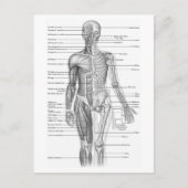 Diagramm der menschlichen Anatomie Postkarte (Vorderseite)