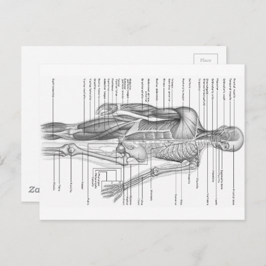 Diagramm der menschlichen Anatomie Postkarte (Vorne/Hinten)