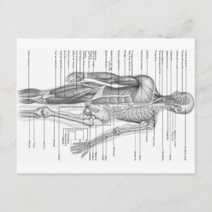 Diagramm der menschlichen Anatomie Postkarte