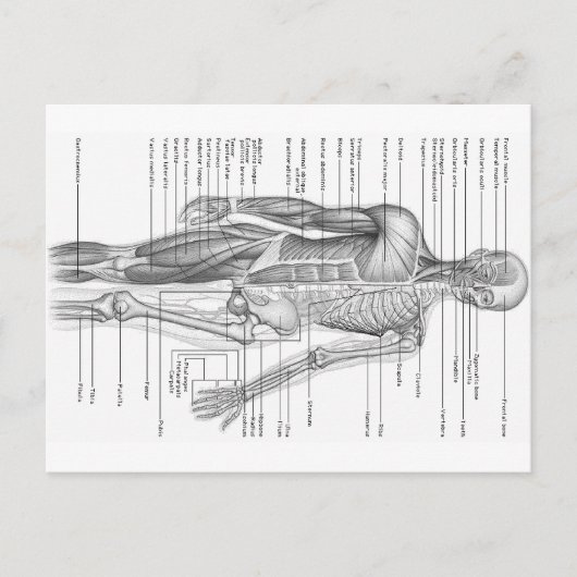 Diagramm der menschlichen Anatomie Postkarte (Vorderseite)