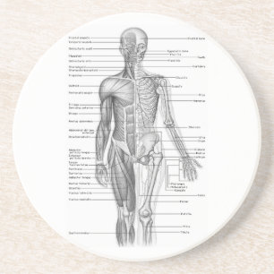 Diagramm der menschlichen Anatomie Sandstein Untersetzer
