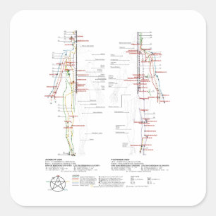Diagramm der menschlichen Meridianer Quadratischer Aufkleber