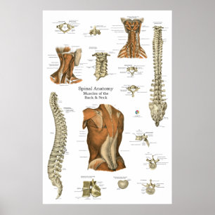 Diagramm der menschlichen Rückenmuskulatur Poster