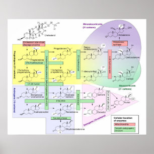 Diagramm der menschlichen Steroidogenese Biologisc Poster