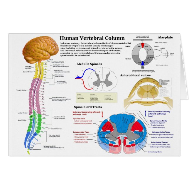 Diagramm der menschlichen vertebralen Spalte (Vorderseite (Horizontal))
