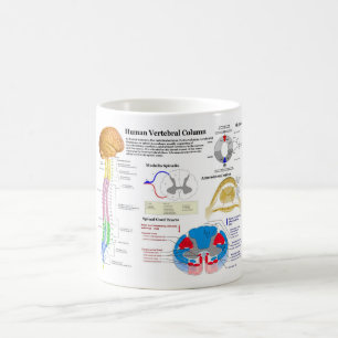 Diagramm der menschlichen vertebralen Spalte Kaffeetasse