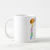 Diagramm der menschlichen vertebralen Spalte Kaffeetasse (Links)