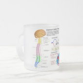 Diagramm der menschlichen vertebralen Spalte Mattglastasse (Vorderseite Links)