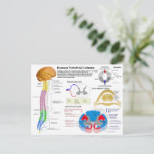 Diagramm der menschlichen Wirbelsäule Postkarte (Stehend Vorderseite)
