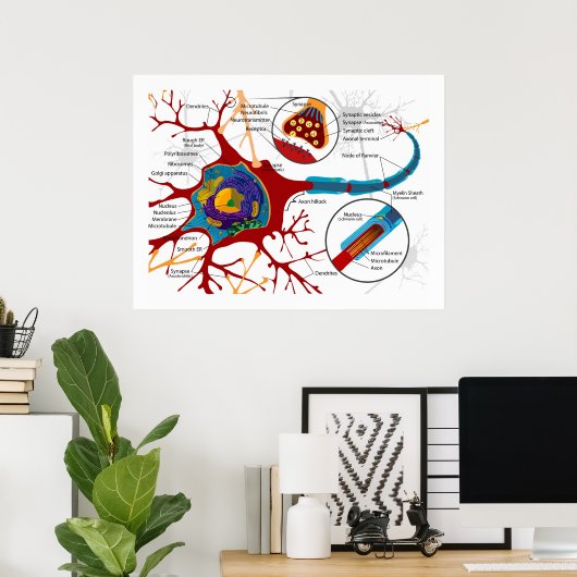 Diagramm der Nervenzellen von Neuronen Poster (Heimbüro)