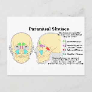 Diagramm der paranasalen Sinus des Menschen Postkarte