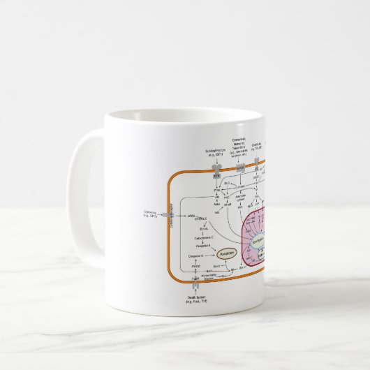 Diagramm der Signalwege von Zellen Kaffeetasse (Vorderseite Links)
