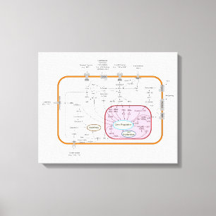 Diagramm der Signalwege von Zellen Leinwanddruck