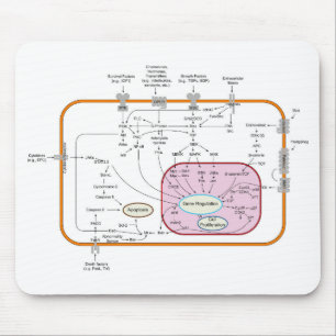Diagramm der Signalwege von Zellen Mousepad