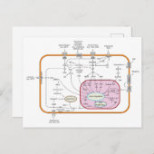 Diagramm der Signalwege von Zellen Postkarte (Vorne/Hinten)