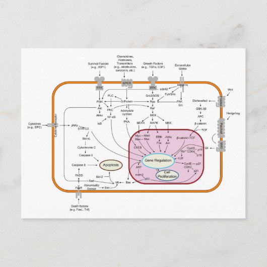 Diagramm der Signalwege von Zellen Postkarte (Vorderseite)