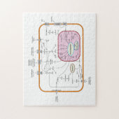 Diagramm der Signalwege von Zellen Puzzle (Vertikal)