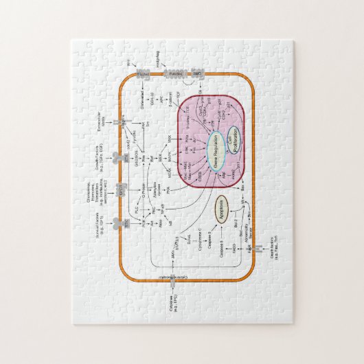 Diagramm der Signalwege von Zellen Puzzle (Vertikal)
