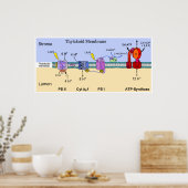 Diagramm der Thylakoid-Membran der Chloroplasten Poster (Küche)