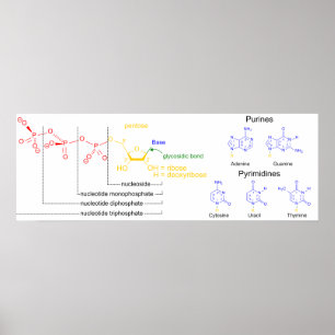 Diagramm der wichtigsten Nukleotidmoleküle Poster