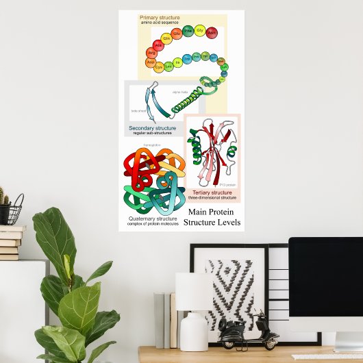 Diagramm der wichtigsten Proteinstruktur Poster (Heimbüro)