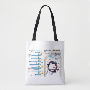 Diagramm der Zellatmung Glykolyse Chart Tasche