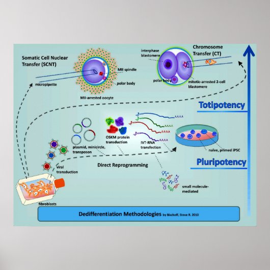 Diagramm der Zelldifferenzierungsmethoden Poster (Vorne)