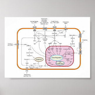 Diagramm der Zellgensignal-Transduktionswege Poster