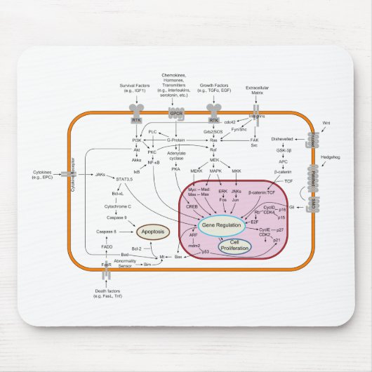 Diagramm der Zellsignalübertragung Mousepad (Vorne)