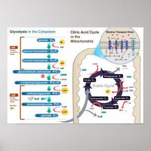 Diagramm der zellulären Atmung Glycolysis Poster