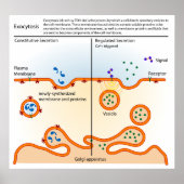 Diagramm der Zellulozytose Poster (Vorne)