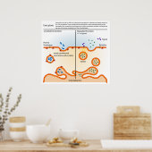 Diagramm der Zellulozytose Poster (Küche)