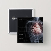 Diagramm des Atmungssystems und des Herzens Button (Vorne & Hinten)