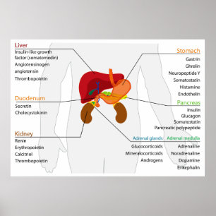 Diagramm des endokrinen Alimentariums Poster