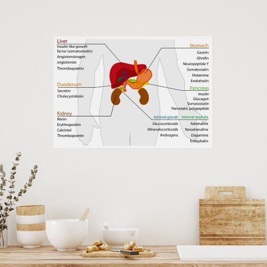 Diagramm des endokrinen Alimentariums Poster (Küche)