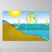 Diagramm des Eutrophierungsprozesses Poster (Vorne)