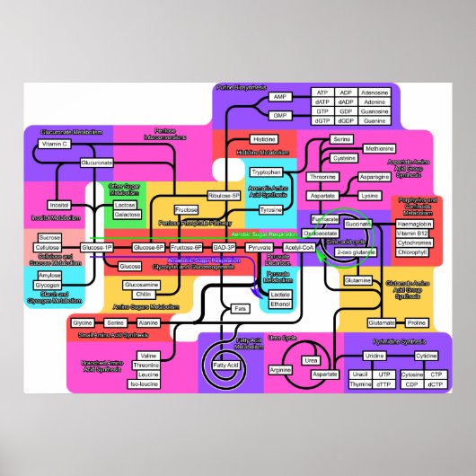 Diagramm des grundlegenden Stoffwechsels in lebend Poster (Vorne)