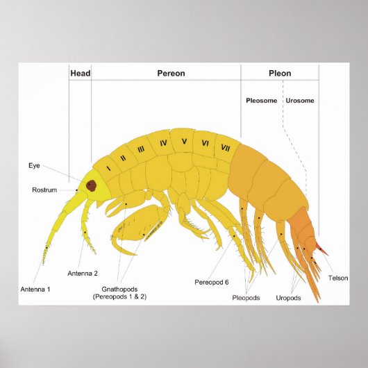 Diagramm des Körperplans eines Amphipods Poster (Vorne)