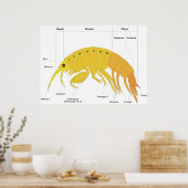 Diagramm des Körperplans eines Amphipods Poster (Küche)