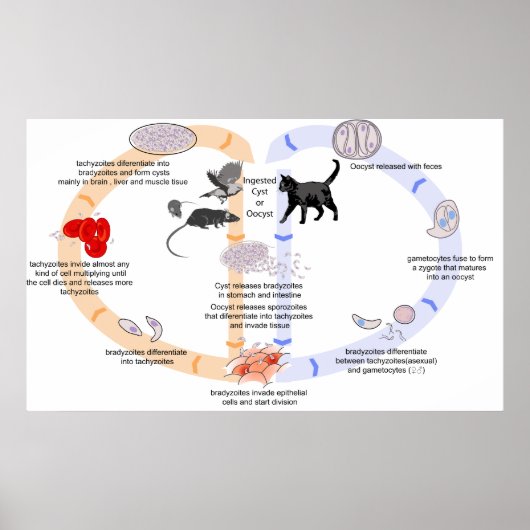 Diagramm des Lebenszyklus von Toxoplasma Gondii Poster (Vorne)